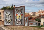 Artist Transforms Walls Into Giant 3D Specimen Boxes for Butterflies