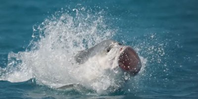 Sunday's Season Premiere of Blue Planet II Features Giant Bird Eating Fish