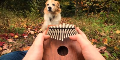 Elvis Presley's "Can't Help Falling In Love" on a Kalimba is Chill