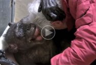 Dying Chimpanzee Shares Tender Moment With Man Who Used to Care for Her