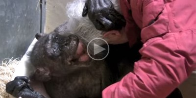 Dying Chimpanzee Shares Tender Moment With Man Who Used to Care for Her
