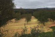 This Apple Orchard After Hurricane Ophelia Passed Through