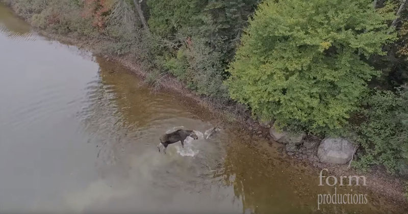 Guy Flying Drone Happens Upon a Moose Battling for its Life with a Wolf