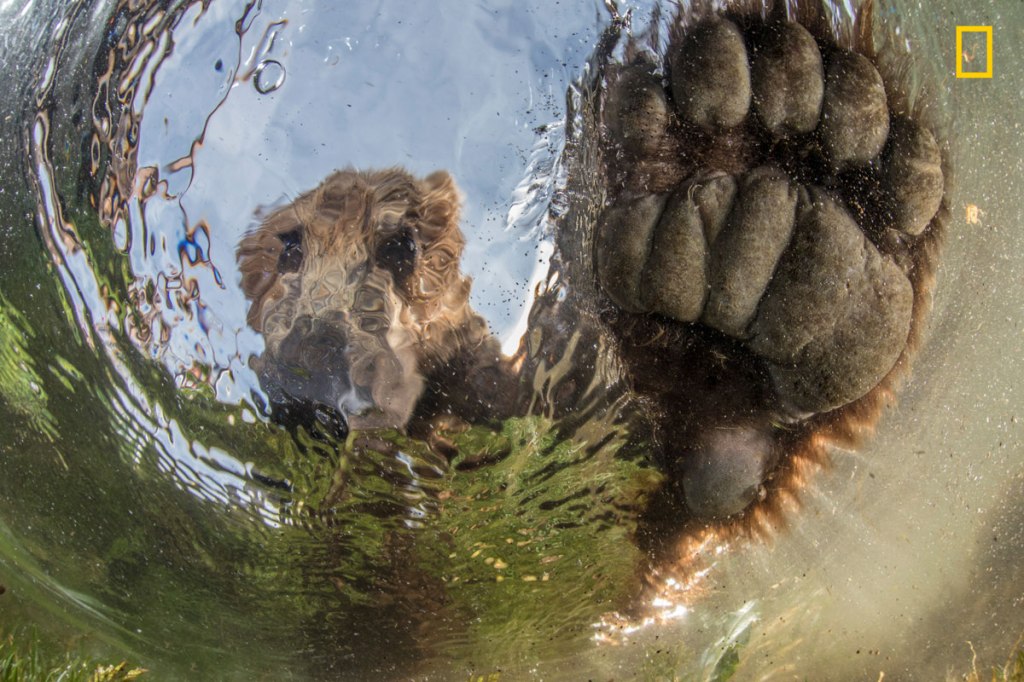 12 Amazing Highlights from the 2017 Nat Geo Nature Photographer of the Year Contest