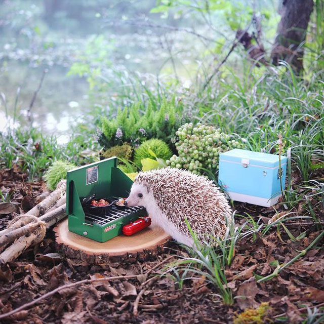hedgehog azuki goes on camping trip 1 Tiny Japanese Hedgehog Goes on Big Awesome Camping Trip