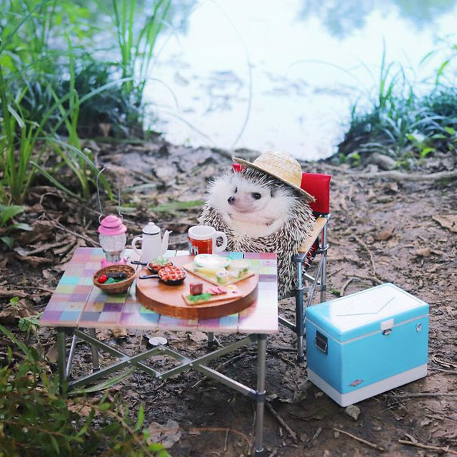 hedgehog azuki goes on camping trip 3 Tiny Japanese Hedgehog Goes on Big Awesome Camping Trip