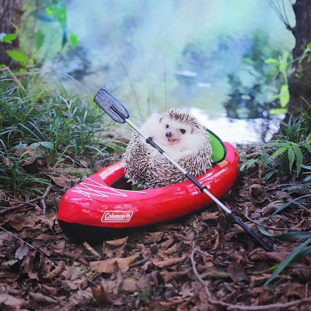 hedgehog azuki goes on camping trip 4 Tiny Japanese Hedgehog Goes on Big Awesome Camping Trip