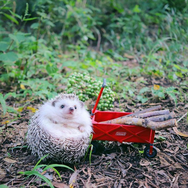 hedgehog azuki goes on camping trip 6 Tiny Japanese Hedgehog Goes on Big Awesome Camping Trip