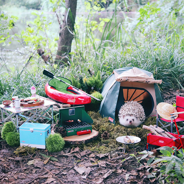 hedgehog azuki goes on camping trip 7 Tiny Japanese Hedgehog Goes on Big Awesome Camping Trip