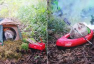 Tiny Japanese Hedgehog Goes on Big Awesome Camping Trip
