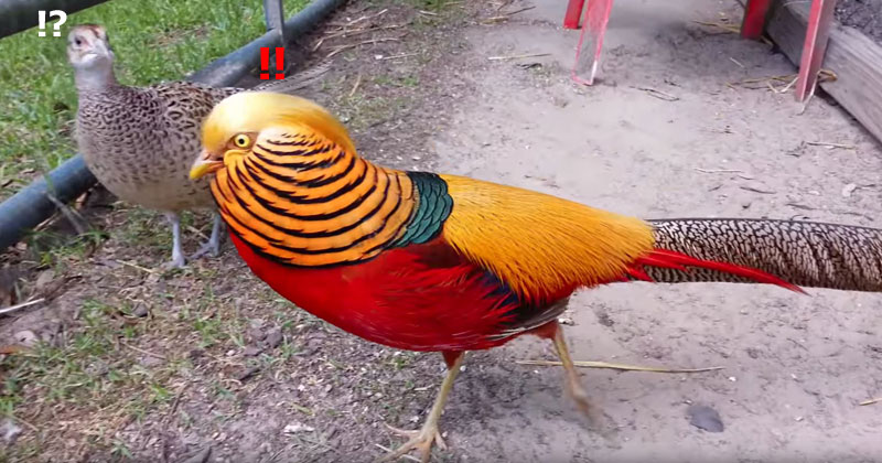 The 'Red Golden' Pheasant is Majestic AF