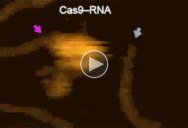 Scientist Captures Incredible Video of CRISPR Editing DNA in Real Time