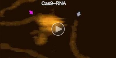 Scientist Captures Incredible Video of CRISPR Editing DNA in Real Time