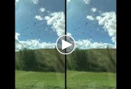 Guy Takes Slow Mo iPhone Vid of Passing Birds from a Train and It Looks Surreal