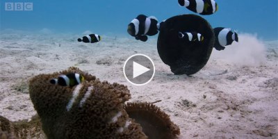 This Clip of Clownfish Working Together Could Be Straight Out of a Disney Movie