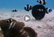 This Clip of Clownfish Working Together Could Be Straight Out of a Disney Movie