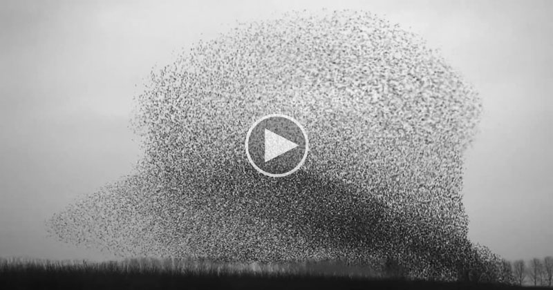 Murmurations: The Mesmerizing Beauty of Birds in Flight
