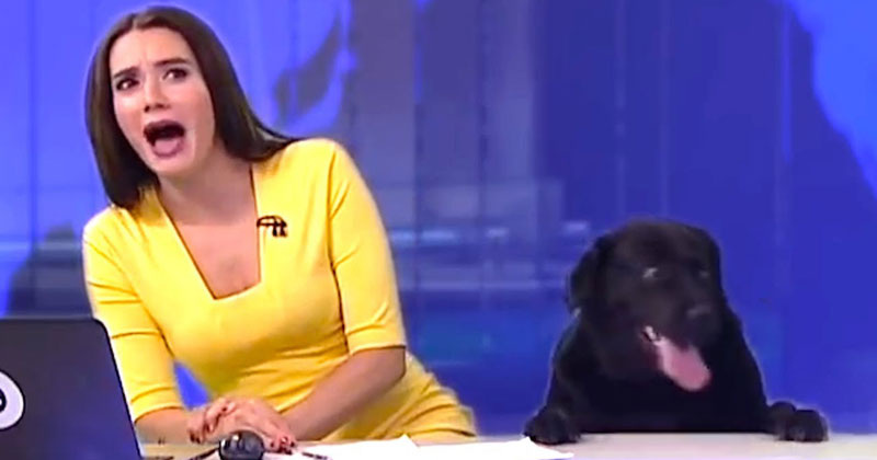 The Best News Bloopers of 2017 are Here and They’re Glorious
