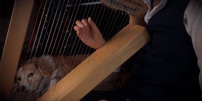 Carol of the Bells on a Harp + Bonus Dog Reaction for Extra Soothingness