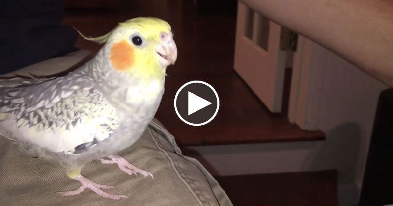 Cockatiel Sings Apple Ringtone Whenever It Gets Upset (with Updated  Reaction Vid) » TwistedSifter