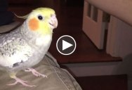 Cockatiel Sings Apple Ringtone Whenever It Gets Upset (with Updated Reaction Vid)