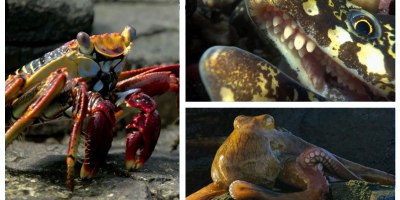 Crab vs Eel vs Octopus - Blue Planet II