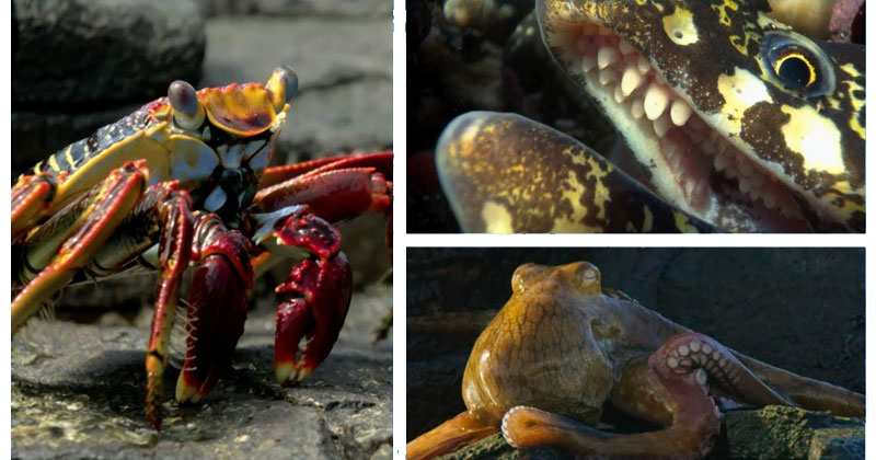 Crab vs Eel vs Octopus - Blue Planet II