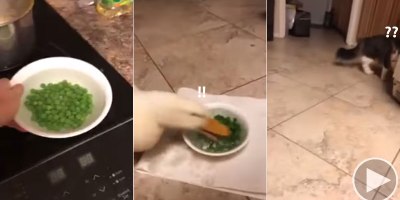Duck Eats Bowl of Peas So Fast Even the Cat is Taken Aback