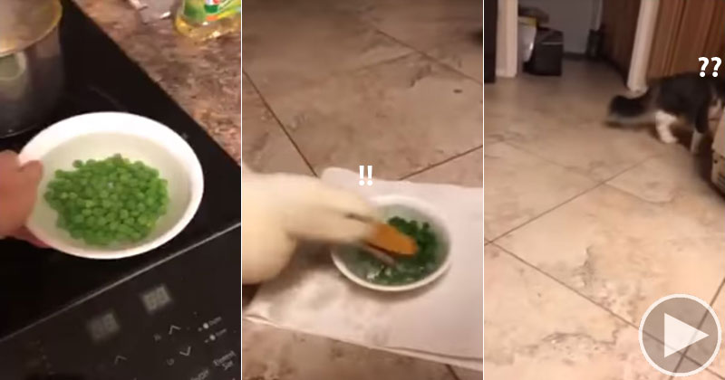 Duck Eats Bowl of Peas So Fast Even the Cat is Taken Aback