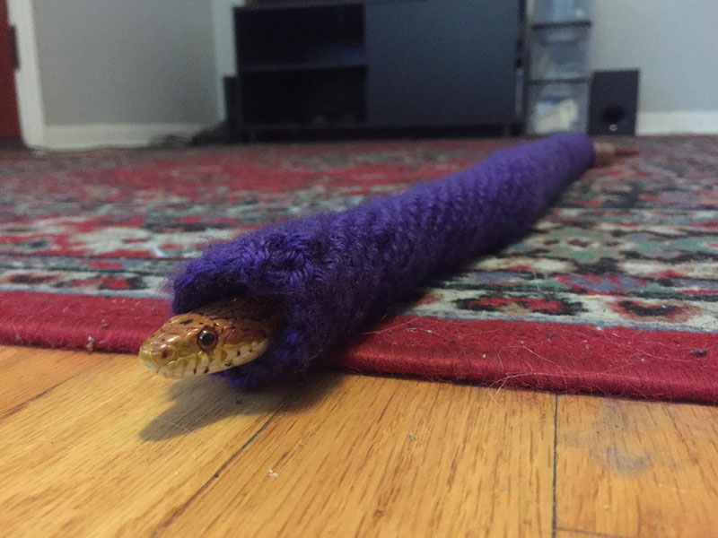 guys sister knit his adopted snake a sweater for christmas 1 Spaghetti Got a Knit Sweater for Christmas and Couldnt Be Happier