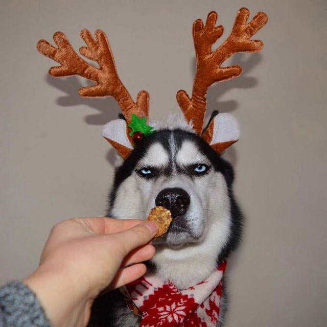husky wants no part of owners christmas card 1 This Husky Wants No Part of His Owners Christmas Card