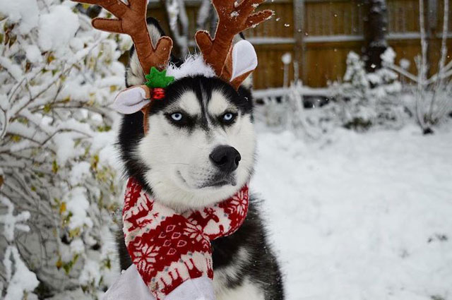 husky wants no part of owners christmas card 2 This Husky Wants No Part of His Owners Christmas Card