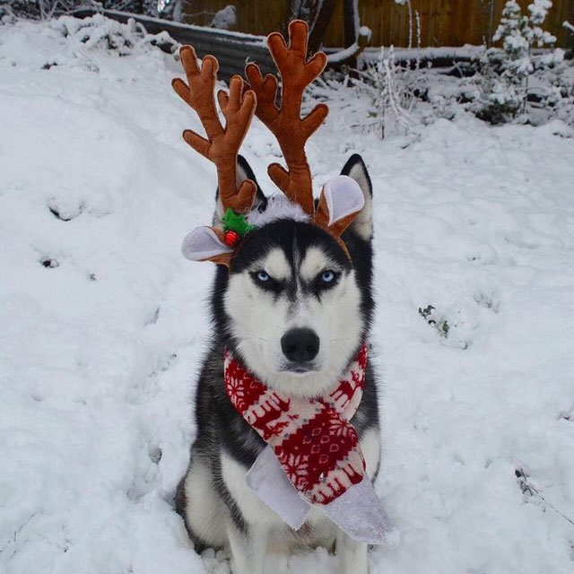 husky wants no part of owners christmas card 3 This Husky Wants No Part of His Owners Christmas Card
