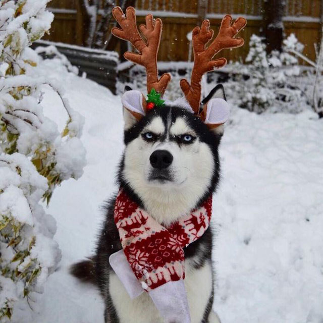 husky wants no part of owners christmas card 4 This Husky Wants No Part of His Owners Christmas Card
