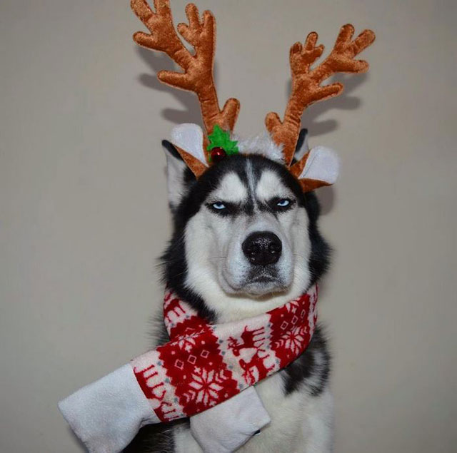 husky wants no part of owners christmas card 6 This Husky Wants No Part of His Owners Christmas Card