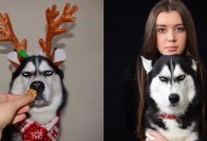 This Husky Wants No Part of His Owners Christmas Card