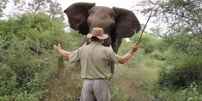 Man Remains Calm and Stands Ground in Intense Showdown with Charging Elephant