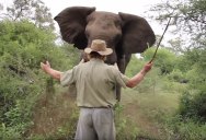 Man Remains Calm and Stands Ground in Intense Showdown with Charging Elephant