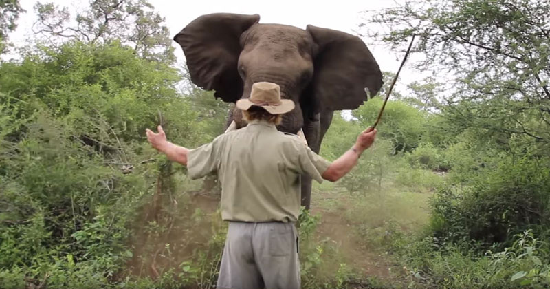 Man Remains Calm and Stands Ground in Intense Showdown with Charging Elephant