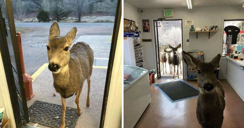 deer comes back to store with entire family Shop Owner Feeds Deer That Wandered In, Deer Comes Back With Entire Family