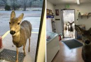 Shop Owner Feeds Deer That Wandered In, Deer Comes Back With Entire Family