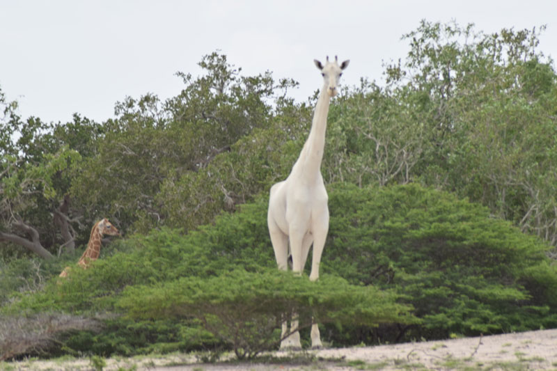 first known video footage of rare white giraffe captured in kenya 1 First Known Video Footage of Rare Snow White Giraffe Captured in Kenya