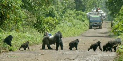 Silverback Gorilla Brings Traffic to Standstill to Let Family Cross [Must Watch]