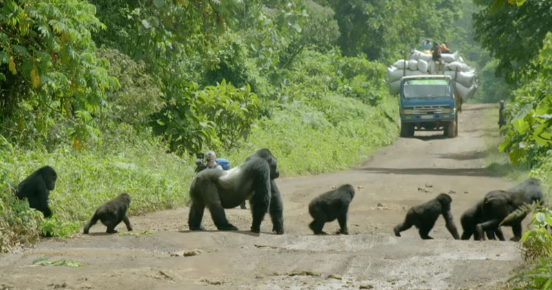 Silverback Gorilla Brings Traffic to Standstill to Let Family Cross [Must Watch]