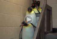 Adding the Imperial March to This Random Penguin Video was an Excellent Idea