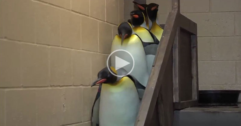 Adding the Imperial March to This Random Penguin Video was an Excellent Idea