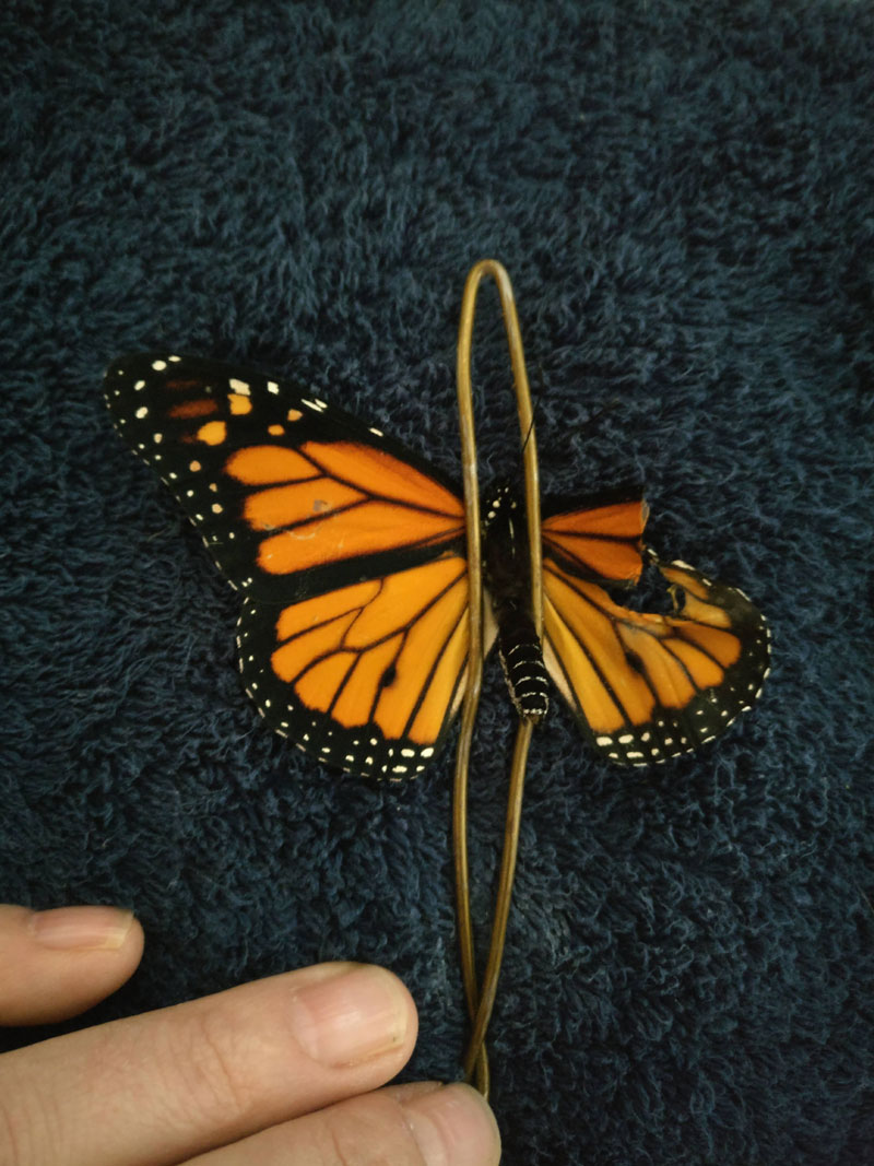 woman gives injured monarch butterfly a wing transplant 3 Woman Gives Injured Monarch Butterfly a Wing Transplant and It Works!