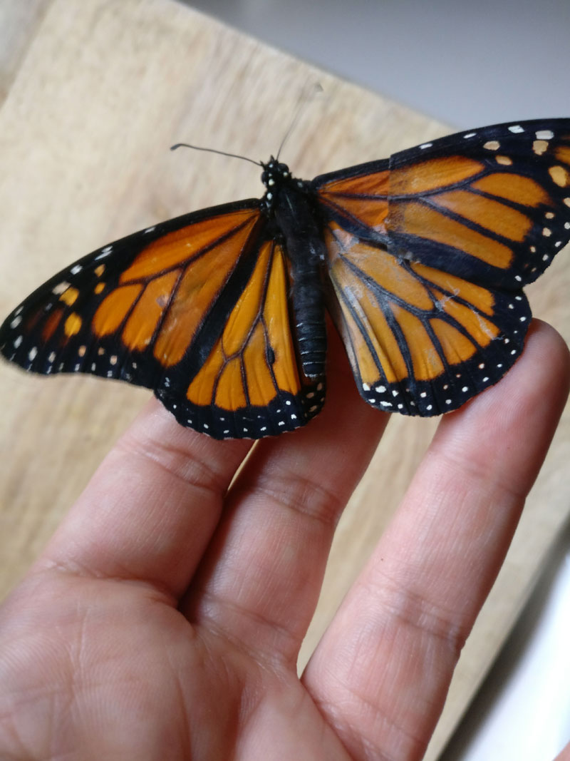 woman gives injured monarch butterfly a wing transplant 4 Woman Gives Injured Monarch Butterfly a Wing Transplant and It Works!