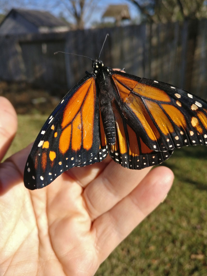 woman gives injured monarch butterfly a wing transplant 5 Woman Gives Injured Monarch Butterfly a Wing Transplant and It Works!