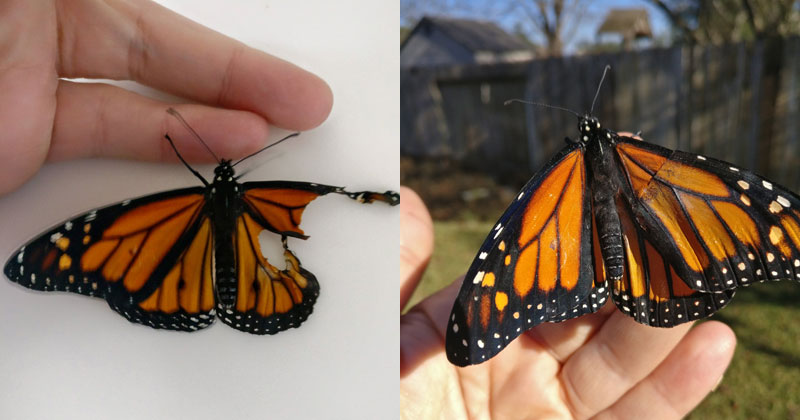 Woman Gives Injured Monarch Butterfly a Wing Transplant and It Works!